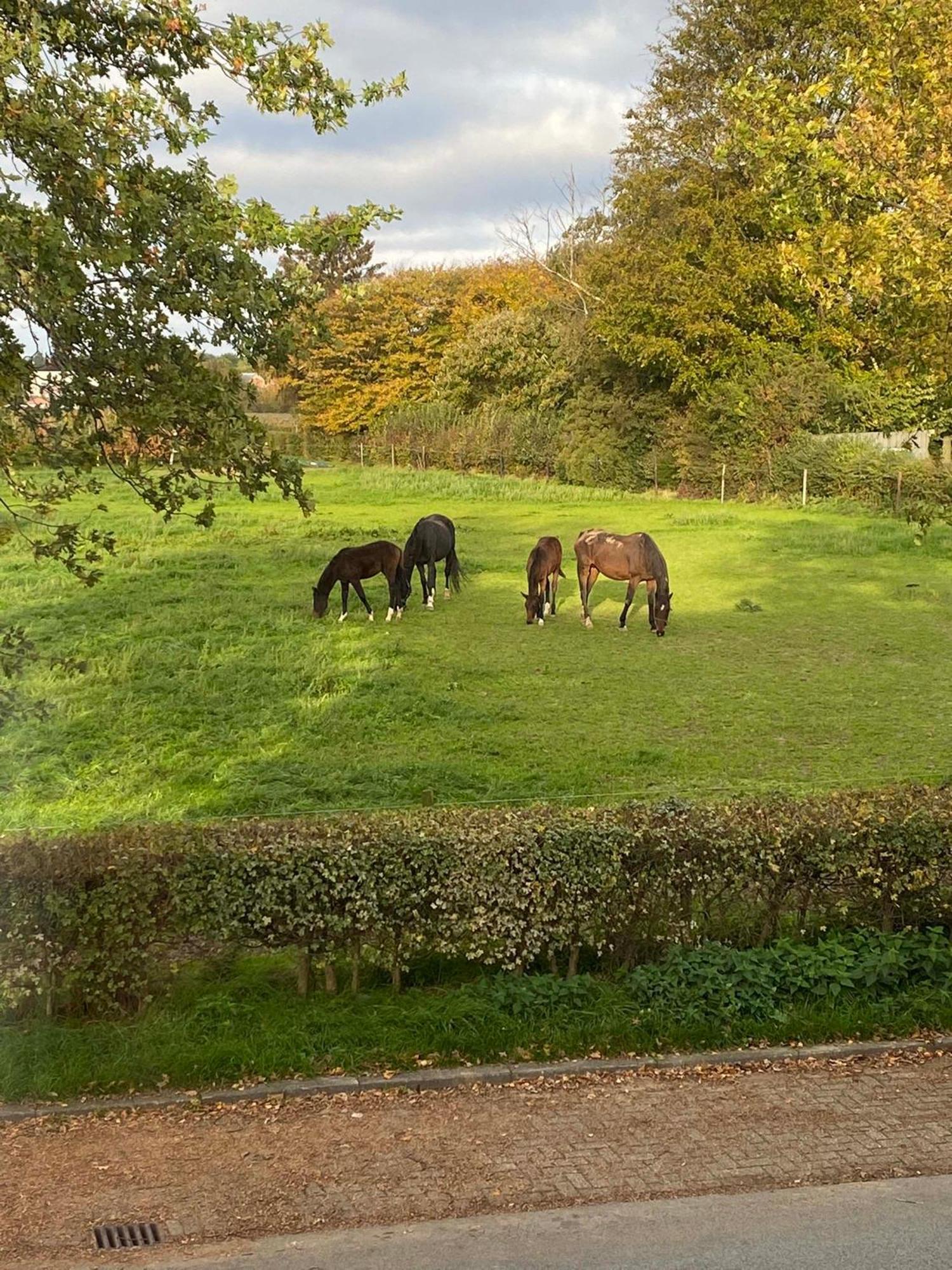 Vida Verde Valkenburg aan de Geul Esterno foto